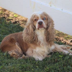 <<<< if your looking for a dog that loves to play, isn't to big, lives a long life, and loves to be with people, then you should choose a cocker spaniel! Dixie - Cocker Spaniel Puppy For Sale in Ohio | Cocker ...