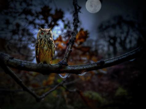 Owl On Branch At Night Photograph By Alison Frank Pixels