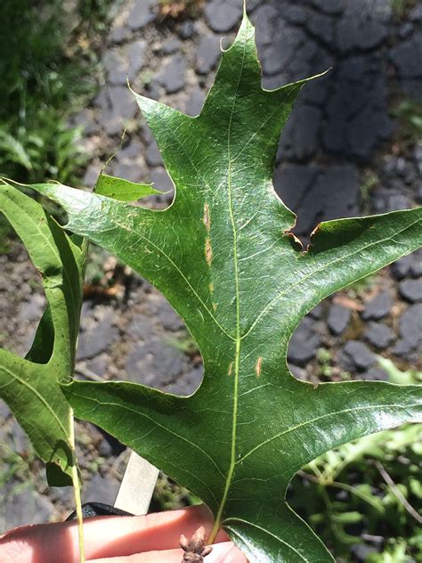 We did not find results for: White fungus on Oak? Tree (growing, trees, front yard ...