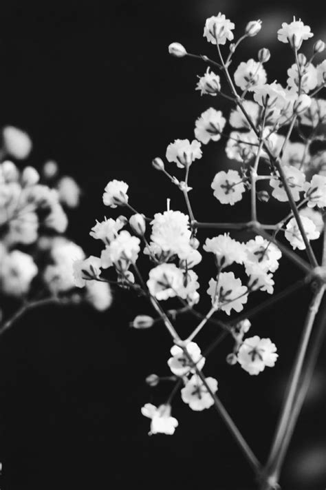 A collection of the top 62 cute black and white aesthetic wallpapers and backgrounds available for download for free. 33 Best Free Black and White Anime Aesthetic Wallpapers ...