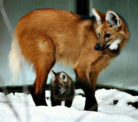 41 best ideas about Maned Wolf on Pinterest | Names, Wolves and Coyotes