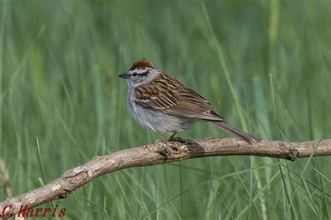 Chipping Sparrow Bruyant Famalier Charles Harris Flickr