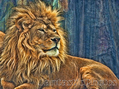 Lion Male Dramatic Photograph African King Of Beasts Instant Etsy