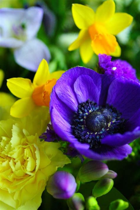 Jul 06, 2015 · the flowers grow in shades of white, yellow as well as orange. In Amongst The Chaos...... | Purple flowers, Purple ...