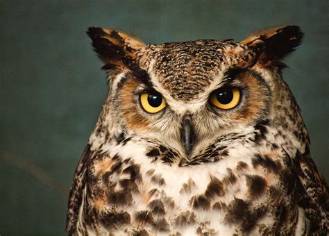 Great Horned Owl