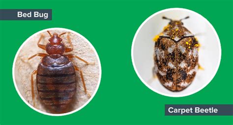 Carpet Beetles Vs Bed Bugs Western Exterminator