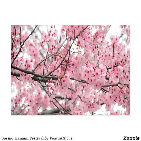 Spring Hanami Festival Postcard Hanami Postcard Cherry Blossom