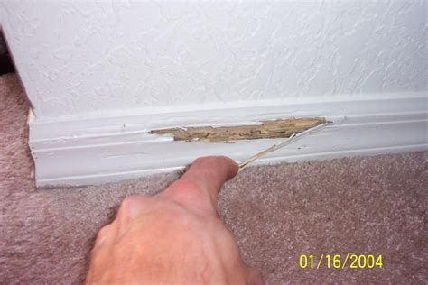 Heat treatments fully deal with all the bed bugs in a structure, even bugs that have developed a resistant exterior skin, referred to as a. Understanding your wdo report | Pest Cemetery