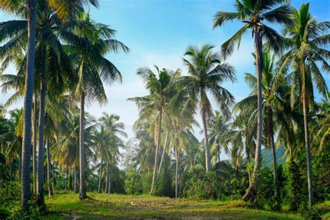 Download Miễn Phí 4000 Background Coconut Tree Cực Kỳ Tươi Sáng Và Sôi