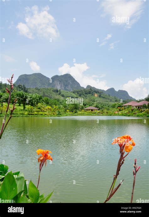 A Large Fish Pond In The Middle Of The Thai Countryside Near Krabi