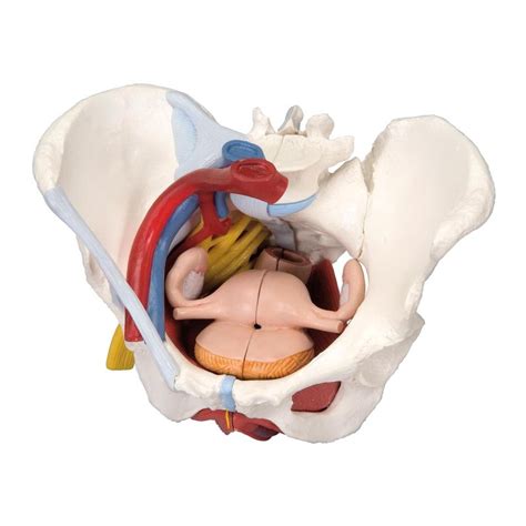 I love to stick my man parts in female parts!!!!! 6-Part Female Pelvis Model - LabWorld.co.uk