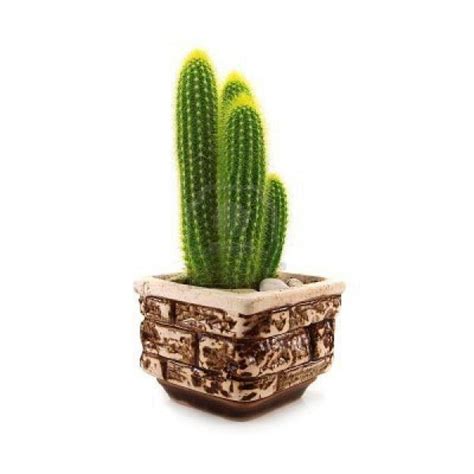 Indoor cactus care has become a popular topic. How To Care For A Cactus Plant Indoors or Outdoors