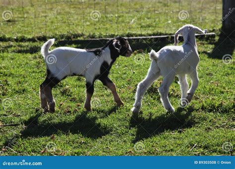 Baby Goats Stock Photo Image Of Animal Farming Head 89303508