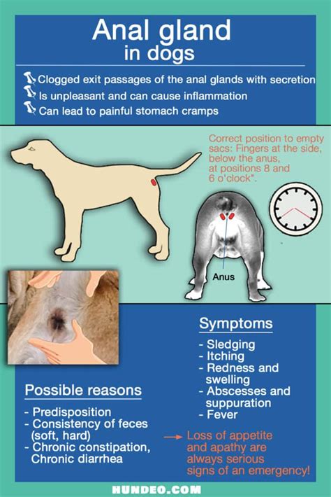 Express Anal Gland In Dog 5 Helpful Tips