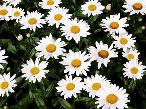 Shasta Daisy Flowers Information On How To Grow Shasta Daisy Flower