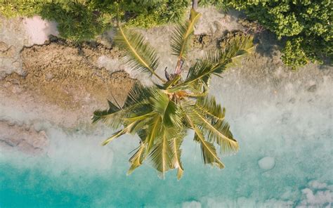 Download Wallpaper 1680x1050 Beach Palm Trees Aerial View Vegetation