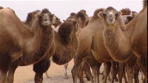 Also known as camel caps or more formally as medial capitals) is the practice of writing phrases without spaces or punctuation, indicating the separation of words with a single capitalized letter, and the first word starting with either case. Camel / Herd / Steppe / Kazakhstan | SD Stock Video 490 ...