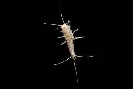 Try our dedicated shopping experience. Silverfish - Genuine Pest Control