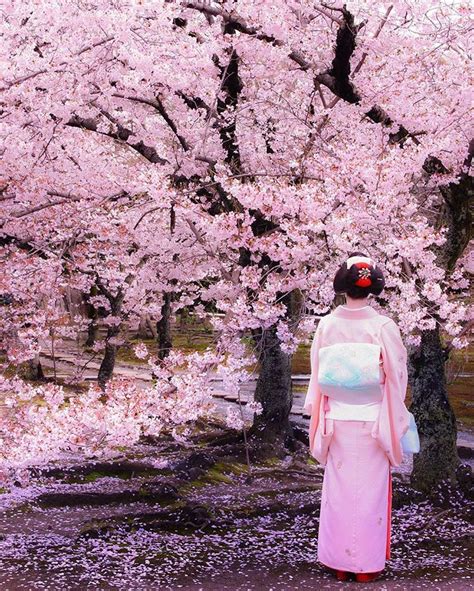 Kajuji Temple Kyoto Japan Sprig Sakura Cherry Blossom Flower