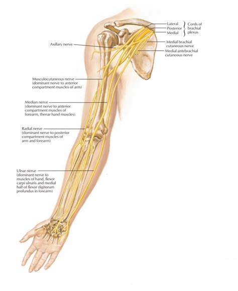 Axillary Nerve Ulnar Nerve Peripheral Nerve Nerve Anatomy Human