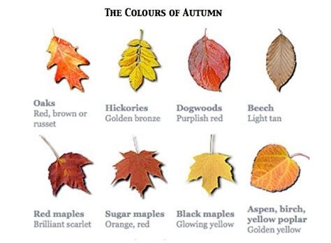 27 Best Fun Fall Facts Images On Pinterest Fall Autumn Leaves And