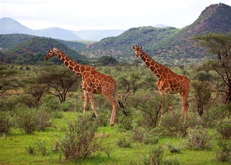 Best Time To Visit Kenya Climate Guide Audley Travel Us