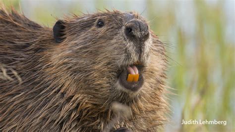 Nature Up Close Beavers The Master Engineers CBS News