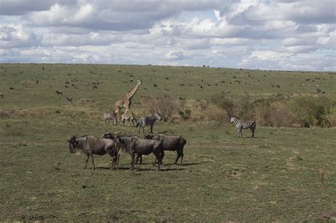 Masai Mara National Park 39ddd013 6f34 4b1d B463 61a21c54fc9f Photo