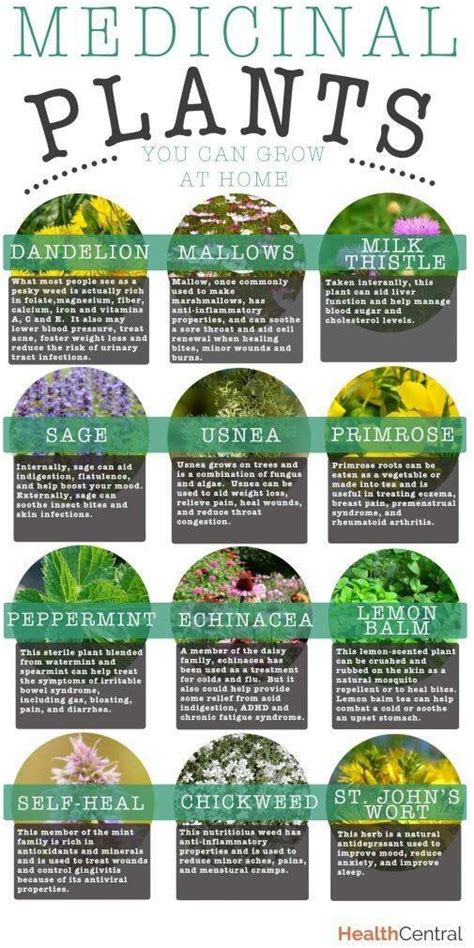 Medicinal Plants Reference Chart Medicinal Plants Healing Plants Plants