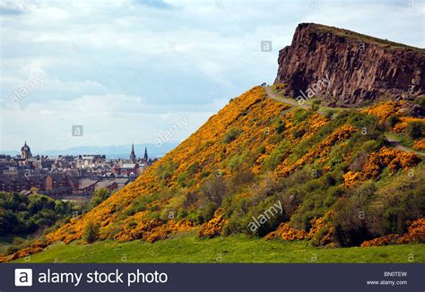 Arthur's seat is the main mountain in edinburgh, scotland which form most of holyrood park, described by robert louis stevenson as a. Arthurs Seat Edinburgh Scotland UK clothed in Gorse in ...