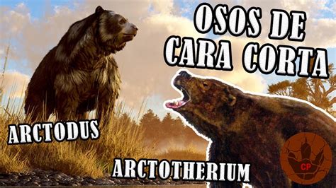 Osos De Cara Corta Los Osos Más Grandes De La Prehistoria Arctodus