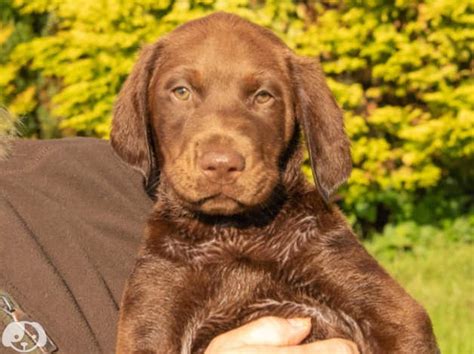 Labrador X Doberman Pups Only One Choc Boy Left In Tregaron Sy25 On