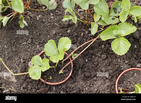 Strawberry Runners Propagating New Strawberry Plants From Runners In