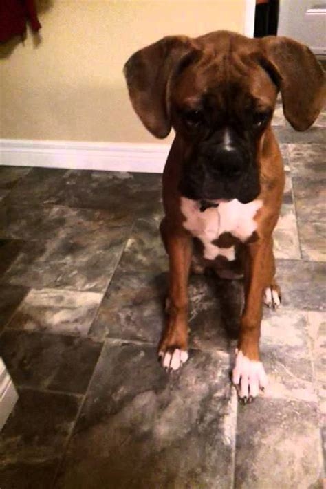 How To Train A Boxer Puppy To Sit And Wait For Her Dog Food Roxie