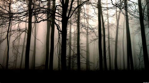 Dark Forest 4k Wallpapers Top Free Dark Forest 4k Backgrounds