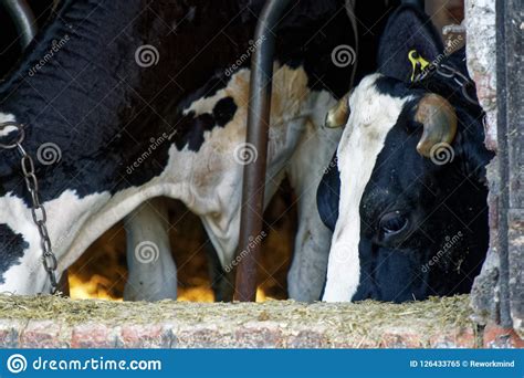 Dairy Cows In The Stable Animals Theme Stock Image Image Of