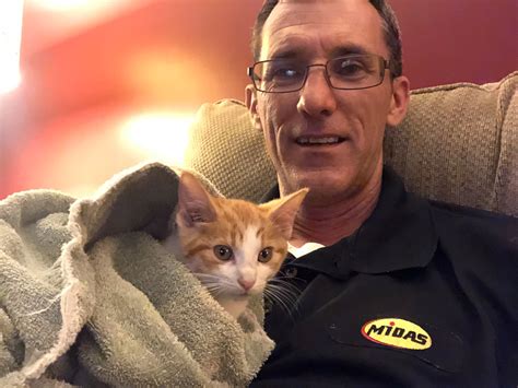 ‘miracle Kitten Survives 30 Mile Journey Lodged In Frame Of Car Express And Star
