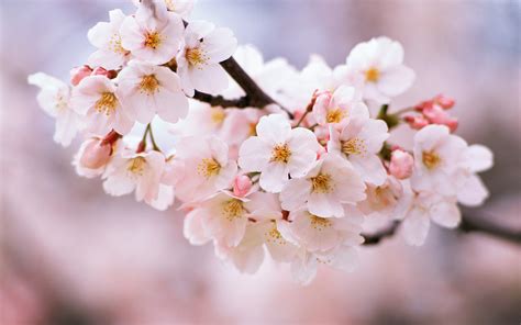 Flower Cherry Blossoms Flowers Spring Nature Kwiaty Wini Wallpaper And