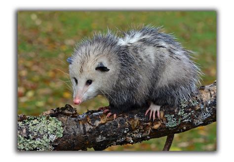 Opossum Critter Control Of The Triangle