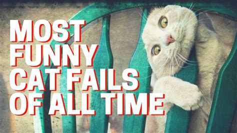 🔴 Most Funny Cat Fails Of All Time Funniest Cat Fails Compilation In
