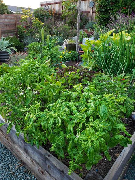 Growing Herbs 101 How To Start A Kitchen Herb Garden Indoors Or Out