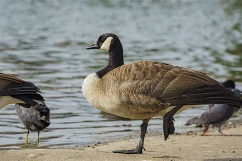 Canada Goose Standing On One Leg Stock Photo Image Of Animal Outdoor