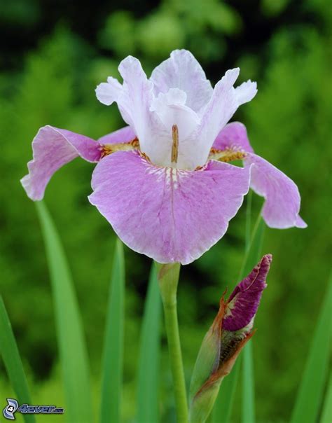 Pink Flower