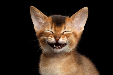Do Cats Laugh Cuteness