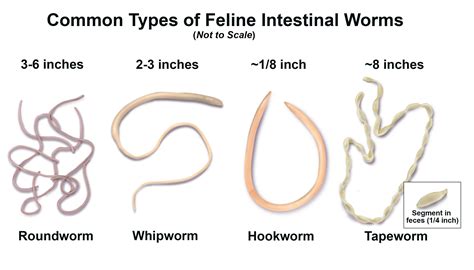 Gastrointestinal Parasites Of Cats Worms In Cats Types Of Worms