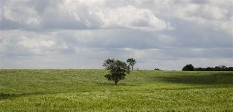 Fotos Gratis Paisaje árbol Naturaleza Césped Horizonte Nube