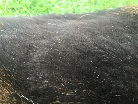 Dog Dandruff Treatment That Works In 1 Day