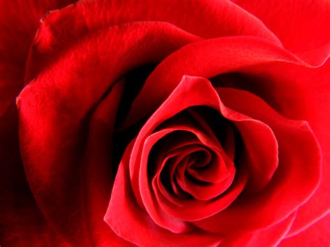 Red Rose Hd Wallpaper Wallpaper Flare