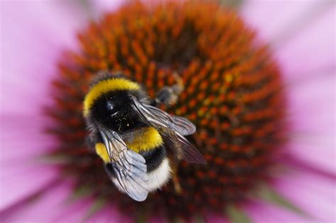 Simon de glanville / alamy/alamy. Wallpaper : pollen, Bumblebee, Bee, flower, plant, flora ...