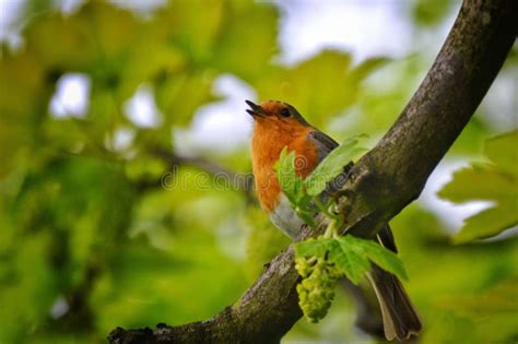Chirping European Robin Perched In A Tree Stock Image Image Of
